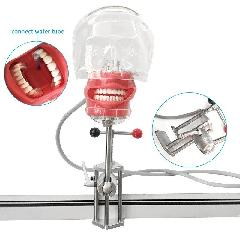 Dental simulator Nissin manikin phantom head Dental phantom head