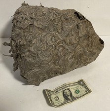 LARGE BALD FACED Hornet Wasp Nest 12” x 10” Taxidermy Science
