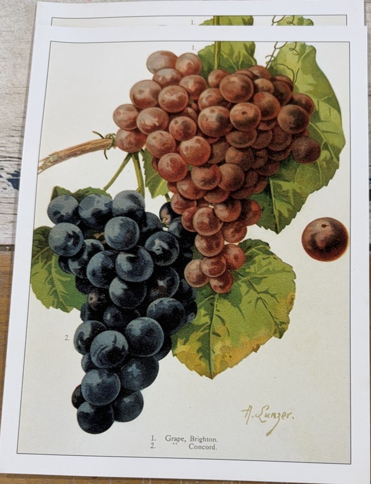 Purple Raspberry Poster Vintage Fruit Print Notecards Blank Set of 8 Smithsonian Recipes Cards ...
