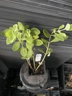 Gooch Sedum — photo 2