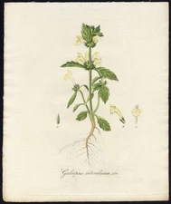 Antique Print-GALEOPSIS OCHROLEUCA-DOWNY HEMP-NETTLE-Sepp-Flora Batava-1800