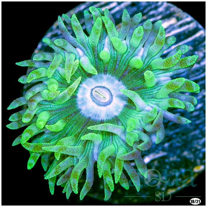 039 AquaSD Live Corals Duncan Coral AquaSD Live Corals/Frag eBay