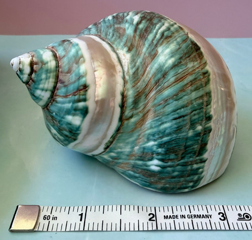 Polished JADE Green TURBO SHELL w/Pearlized Stripe Sea SHELL Approx. 3.5+ Inches