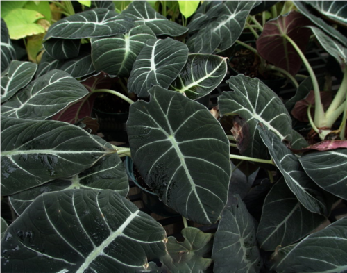 300 Seeds Black Caladium Flowers Seeds Dwarf Elephant Ear Ornamental Plants