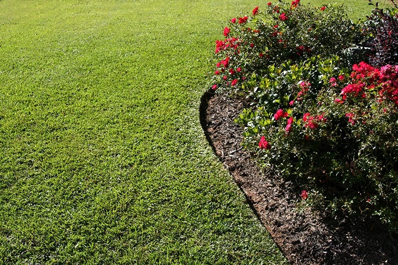 Tifblair Centipede Grass Seed