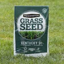 31 Tall Fescue Grass Seed for Sun to Partial Shade 20 lb Covers 4,000 sq.  ft. 2.54 per gallon