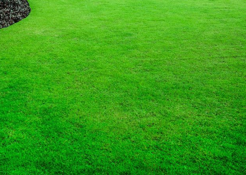 Concentrated Seaweed Fertiliser 2.5L, All Purpose Plant food - Picture 4 of 12