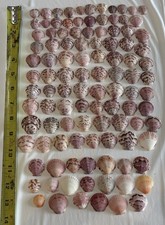 105 LOT SEA SHELLS SANIBEL FL. SCALLOP SMALLER MIX COLOR CRAFT COLLECT SCALLOPS