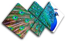 Peacock Feathers Animals MULTI CANVAS WALL ART Picture Print VA