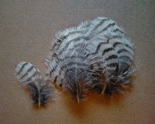 Fly tying / Native crafts / cards- Woodcock barred breast feathers