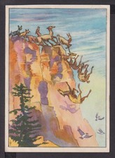 Ansichtskarte Jagd Hundemeute stürzt Guanacos zu Tode Südamerika