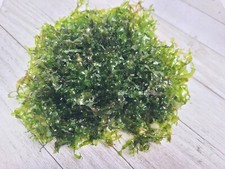 Subwassertang Round Pellia Moss Live Aquarium Plant (Best Value 100%)
