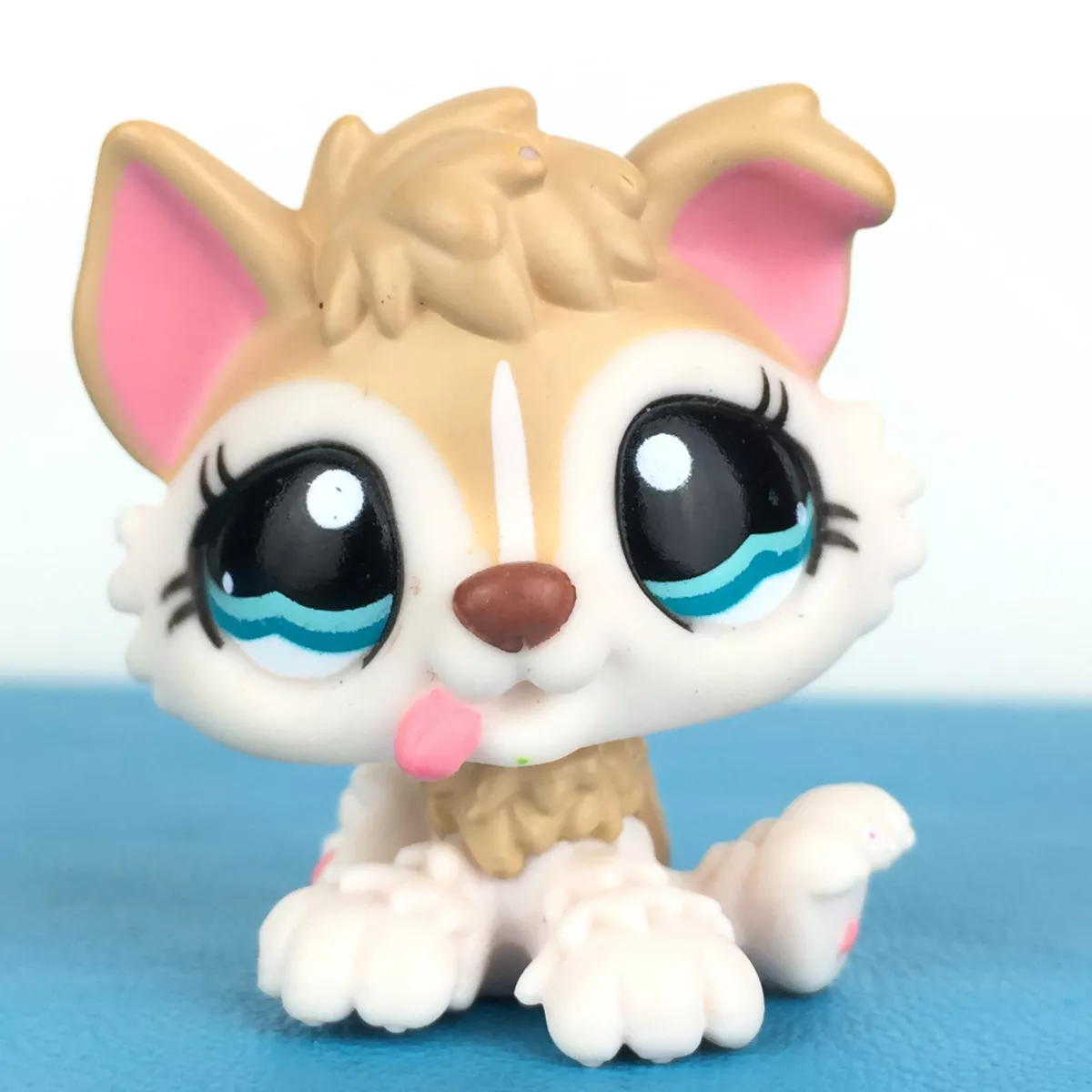 Husky clearance dog shop
