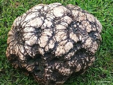 49 Pounder Insanely Massive RARE Fossilized Geode Quartz Crystal crinoid
