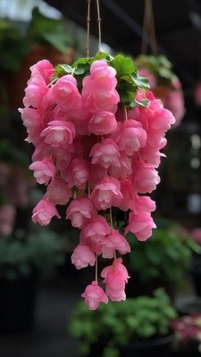 Weeping Begonia Flower Bulbs Pink | Pack of 2 | Easy Grow Garden