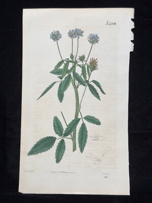 S. Curtis Walworth Botanical Hand Colored Engraving Trefolium with Text