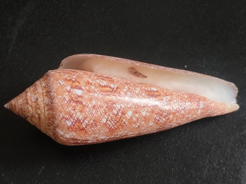 Conchiglia Shell CONUS GLORIAMARIS con opercolo mm 106+ Filippine - Imagen 2 de 7