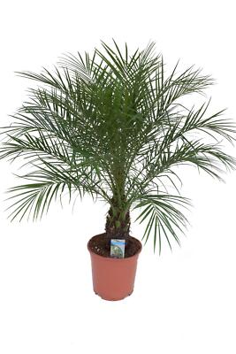 Zwerg-Dattelpalme Phoenix Roebelenii - Zimmerpalme - Zimmerpflanze -  Grnpflanze | eBay.de