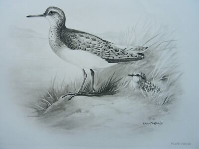 Antiker Vogeldruck THE COMMON SANDPIPER von Charles Stonham / L.M. Medland