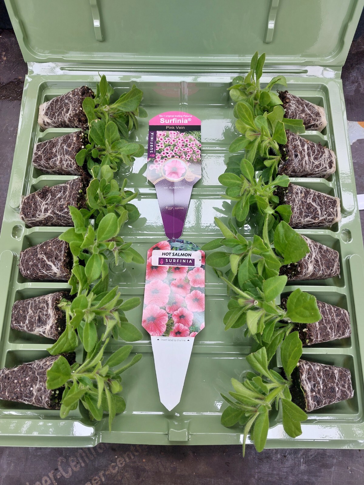 ×6 Petunia Calibrachoa Million Bells Mixed Lot Hanging Basket Plug Plants Flower eBay