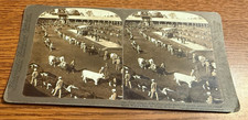 Underwood Publishers Stereoview Card 1904 St Louis Worlds Fair Judging Cattle