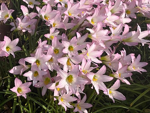Rain Lily zephyranthes 8 LIVE pink large bulbs with roots & leaves lot - Picture 2 of 9