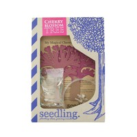 Seedling My Magical Cherry Blossom Tree Seedling My Magical Cherry Blossom Tree