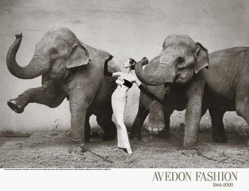 Dovima con elefanti abito da sera di Dior 1955 Richard Avedon stampa artistica 23x30
