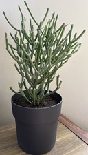 Euphorbia Tirucalli 'Sticks On Fire' Succulent Plant 50cm Tall Pencil Cactus