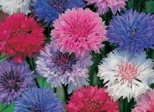 20  bachelor's buttons, POLKA DOT MIX, dwarf, seeds Usa seller