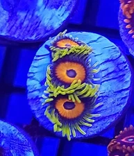 Super Saiyan Zoanthid * Zoas * Live Coral Frag * AJs Aquariums