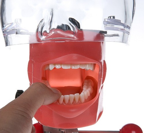 Dental Manual Manikin Simulator Phantom Head Model Training Model for Desk Table - Picture 8 of 15