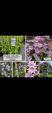Clematis ?Nelly Moser? Climbing Plant 2L Pot Hardy Large Flower Vine