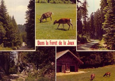 In the forest of MIJOUX