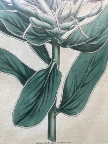 Impresión artística antigua grabado en cobre S. Curtis 1815 flor planta botánica - Imagen 6 de 11