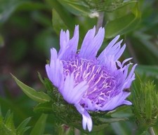 Stokesia laevis Blue Star Stokes Aster 9cm Pot Outdoor grown Drought Resistant