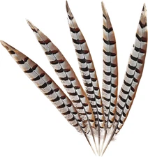 Natural Pheasant Feathers 5Pcs Pheasant Tail Feather 6-8Inch for Crafts Home Dec