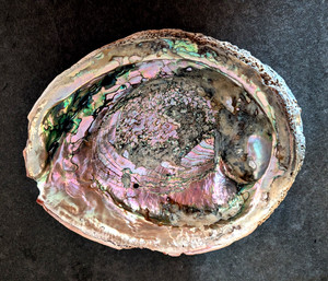 Extra Large Red Abalone Shell 8 1/2 x 7"  From Morro Bay, Ca Cannery