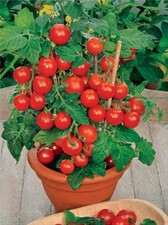 Seeds Indoor Tomato Dwarf in Pot Red Early Heirloom Vegetable for Planting No...