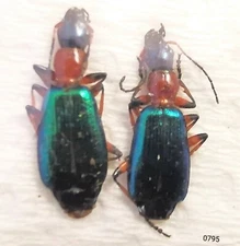 Carabidae Calleida punctata 6-9mm A1 or A- from CANADA - Pack 2 pcs - #0795
