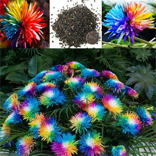 Rainbow 100 Seeds Chrysanthemum Flower Seeds Rare Color Garden Planting - Picture 5 of 6