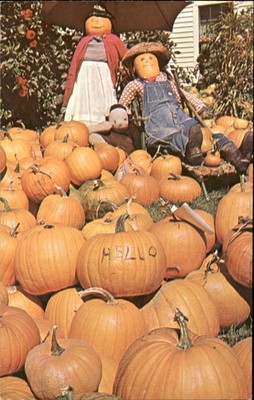 Pumpkins & Pumpkin People Halloween Related c1960s Vintage Postcard