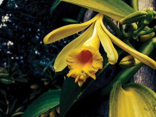 Huile parfum d'orchidée vanille #105 - Photo 1/2