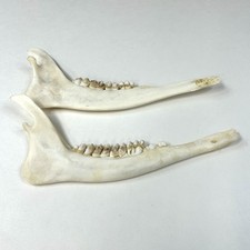 Pair (2) Of Whitetail Deer Jaws Cleaned Real Taxidermy Crafts Art Weird #3820
