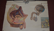 1969 German Anatomy poster male sexual organ penis DRESDEN MUSEUM Teaching Aid