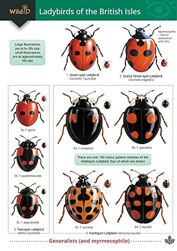 Guide to Ladybirds of the British Isles by Harry Styles Wallchart Book The Fast