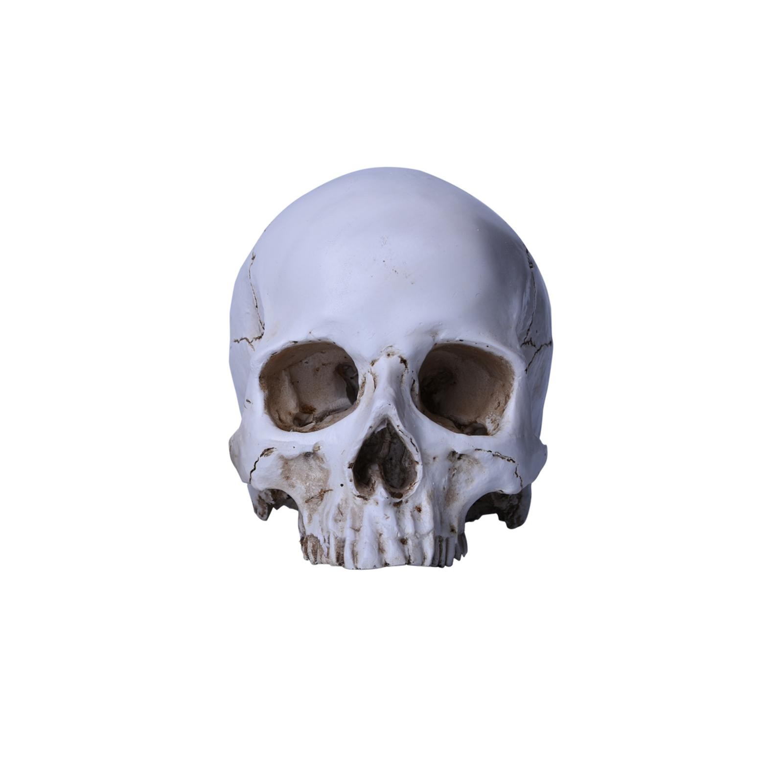Lifesize Realistic Human Skull Replica Resin Model Anatomical Halloween Decor