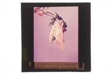 Spurge Hawkmoth - Colour Glass Lantern Slide c1930s