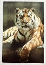 Siberian Tiger Photo Art Postcard Chrome by Thomas Cooney