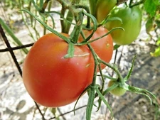 County Agent -  heirloom tomato from Oklahoma